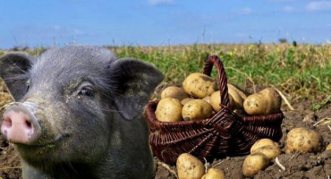 Jak správně dávat syrové brambory prasatům a je to možné